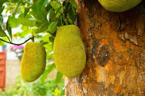 African Fruits Named Jackfruit Scientific Name Artocarpus Heterophyllus