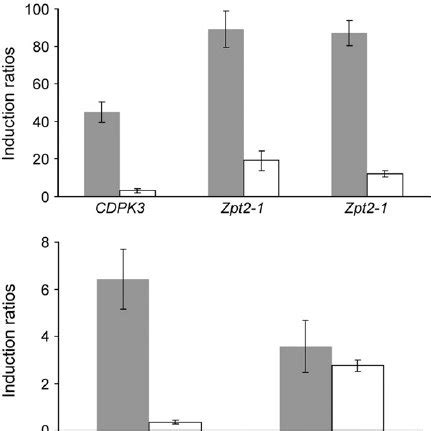 Expression Of Salt Regulated Genes In Srlk Rnai Plants Under Salt