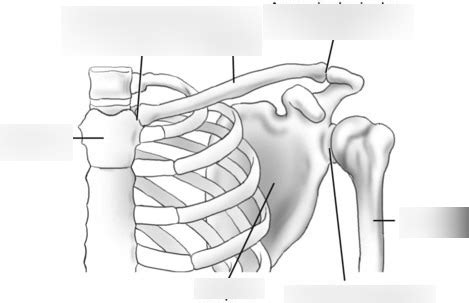 Shoulder Girdle Diagram Quizlet