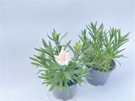 Goździk ogrodowy wieloletni Dianthus caryophyllus WHITE biały delikatny