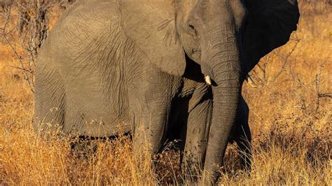 Muere un turista español pisoteado por un elefante en un safari