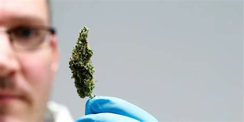 Alemania Legaliza El Cannabis Recreativo