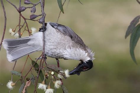 Noisy Friarbird Booderee National Park