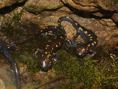 The Online Zoo - Spotted Salamander