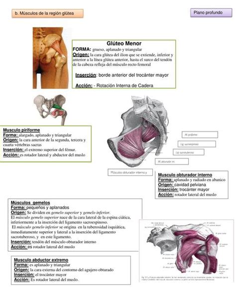 Músculos de la Región Glútea Adriana Acosta uDocz