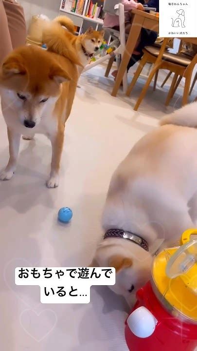 【喧嘩スタート】母が止めに入ります🐶 柴犬 白柴 多頭飼い 犬 Shorts Youtube