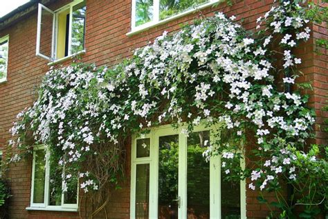 Clematis Plant Varieties | Pictures + Care - MyMyDIY | Inspiring DIY ...