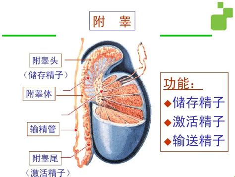 对于“附睾炎”，你了解多少呢？ 健康160