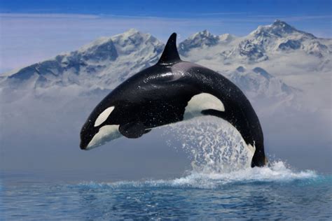 Is Free Willy A True Story The Real Tale Of Keiko The Whale