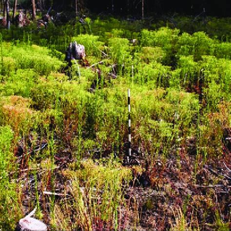 (PDF) The forgotten stage of forest succession: Early-successional ...