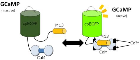 Visualization And Analysis Of Neural Activity Iino Laboratory