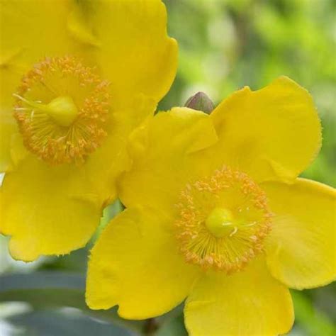 1. For garden Hypericum 'Hidcote' Attracting Beneficial Insects, Attracting Bees, Bee Do ...