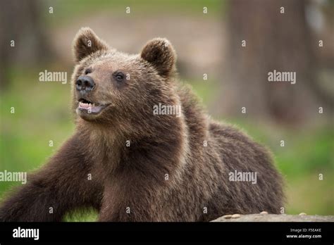 Brown Bear Ursus Arctos Finland Scandinavia Europe Stock Photo Alamy