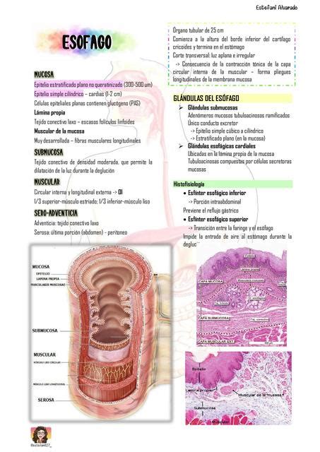 Tracto Digestivo Histolog A Sistema Digestivo Apuntes De Medicina