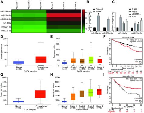 Mir 19a 3p And Mir 376c 3p Are Highly Expressed In Hcc Tissues And Download Scientific Diagram