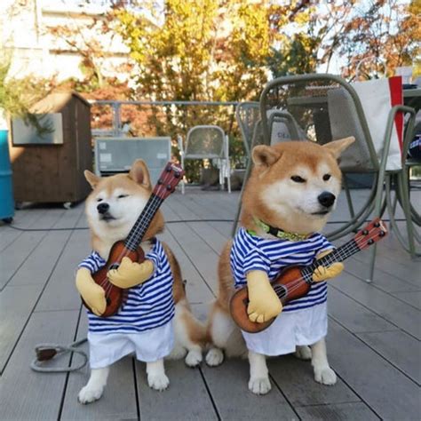 Doge Costume - Happy Shibas™