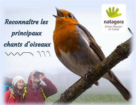 Reconnaître les principaux chants d oiseaux Natagora