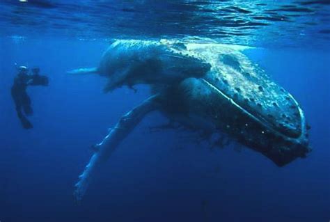 KULO LUNA THE $BILLION DOLLAR HUMPBACK WHALE A JOHN STORM ADVENTURE MOVIE INVESTMENT OPPORTUNITY