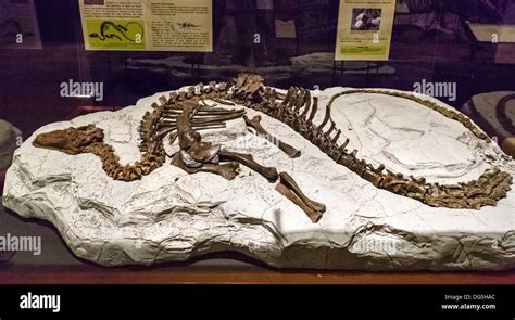 Tenontosaurus skeleton in the Museum of the Rockies, Bozeman, Montana ...