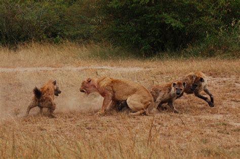 Lions and Hyenas | Innocent Hyenas vs Tigers ~ Wild Life