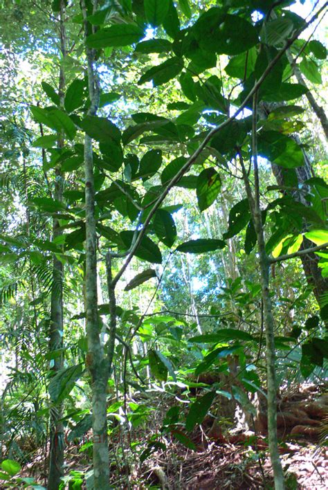 Daintree Rainforest La Foresta Pluviale Pi Antica Del Mondo Parte