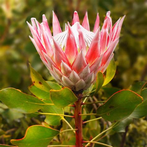 Flor Do Protea Protea Cynaroides Rei Proteas Imagem De Stock Imagem