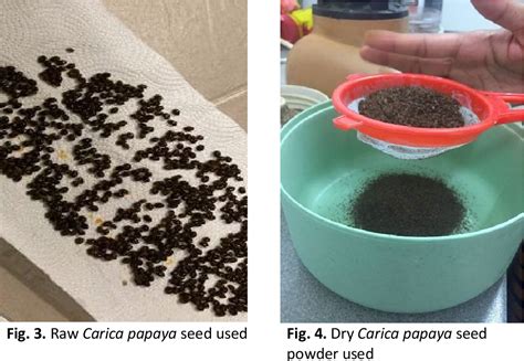 Figure 3 From Effectiveness Of Carica Papaya Dry Seed As Natural