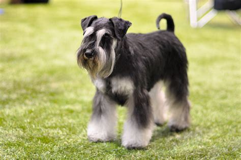 Guia De Ra As Conhe A O Schnauzer O Popular C O De Barba E Bigode