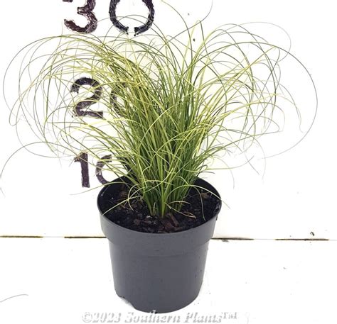 Carex Frosted Curls 140mm Southern Plants