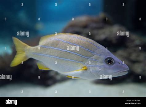 Common Bluestripe Snapper Lutjanus Kasmira Aka Bluebanded Snapper