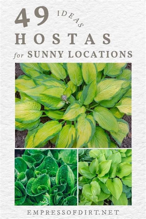 Hostas for Sun: Sun-Tolerant Options For Your Garden