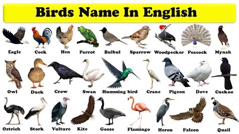 All Birds Pictures With Names In English