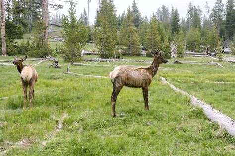 Deer in Yellowstone National Park Stock Photo - Image of forest, animal ...