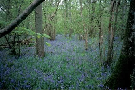 The Best Bluebell Walks In Dorset Perfect For Spring Time Dorset Live