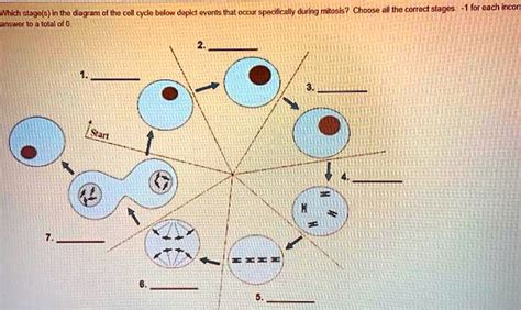 Solved Which Stage S In The Diagram Of The Cell Cycle Below Depict