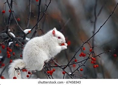 897 Albino squirrel Images, Stock Photos & Vectors | Shutterstock