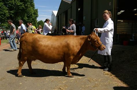 Dexter Cattle: The Miniature Cow That Lives On Half An Acre