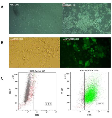 A Morphology Of K562 Control And Lentitesc Transduced K562 Cells Download Scientific Diagram