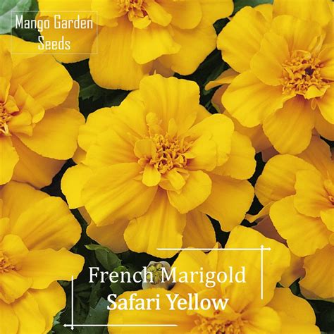 Easy French Marigold Safari Yellow Seeds 100 Seed Pot Friendly