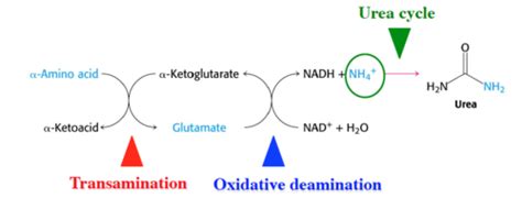 Transamination And Deamination