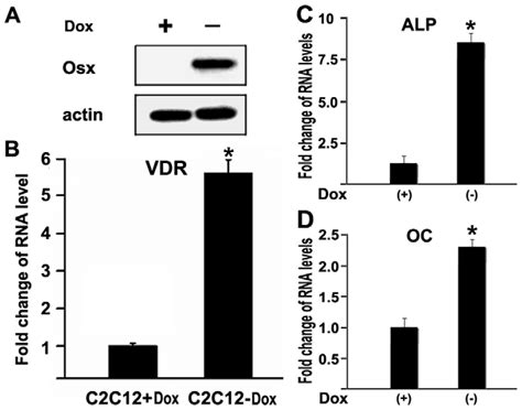 Overexpression Of Osx Activates VDR Gene Expression In C2C12