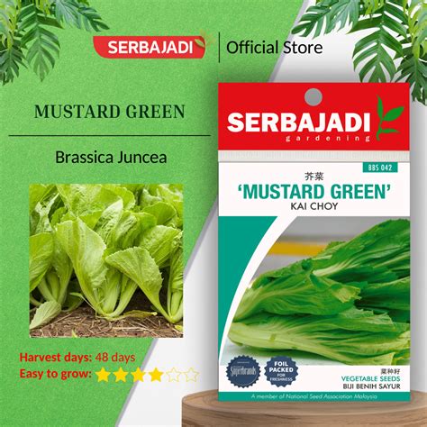 Serbajadi Vegetable Seed Mustard Green Kai Choy Leafy Vegetable