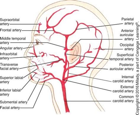 Anatomy Arteries In Neck 32 Arteries Of The Head And Neck Diagram ...