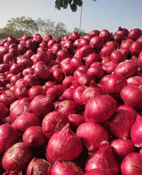 Maharashtra Kg Nashik Red Onions A Grade Mm B Grade At Rs Kg