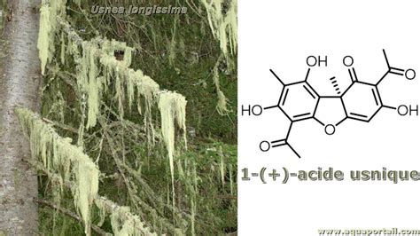 Acide Usnique D Finition Et Explications