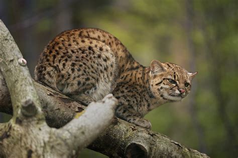 Gato do mato confira descrição espécies e curiosidades Guia Animal