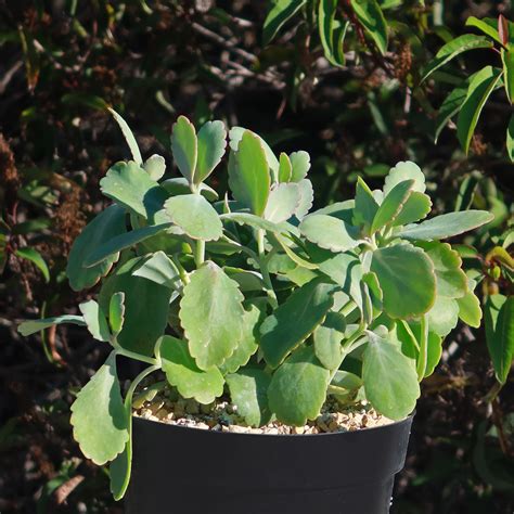 Shop ‘kalanchoe Fedtschenkoi Variegata’ Care And Growing Guide Planet Desert