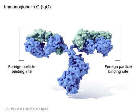 Antibody CreationWiki The Encyclopedia Of Creation Science