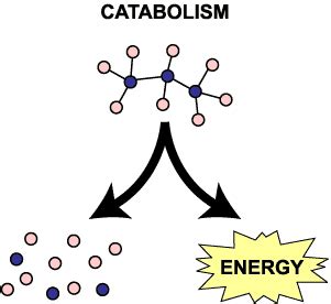 Catabolic & Anabolic - AP Biology Interdependence