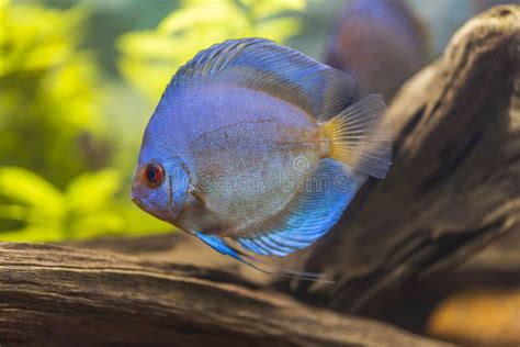 Beautiful View Of Blue Diamond Discus Fish Swimming In Aquarium